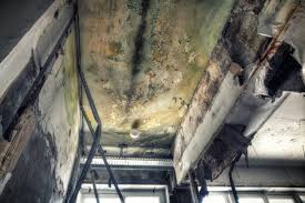 Best Commercial Mold Inspection  in Indio, CA